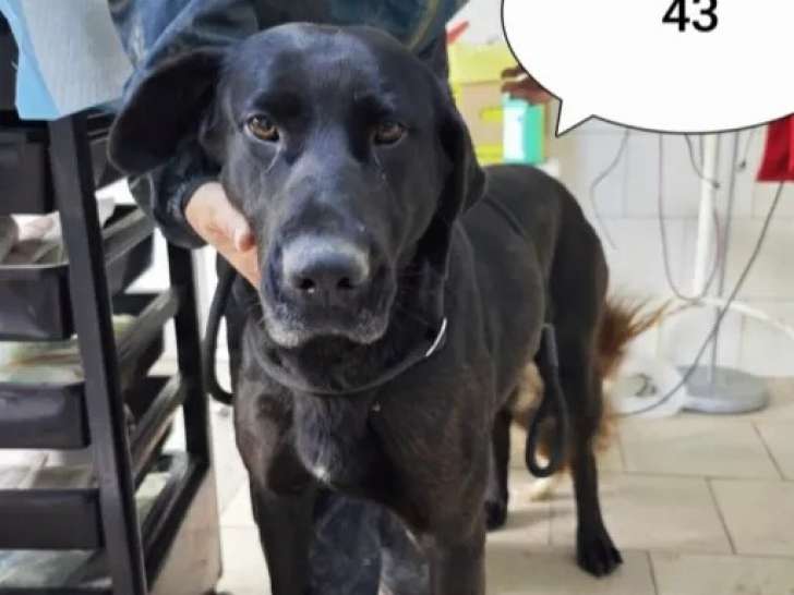 Chienne de 5 ans à adopter