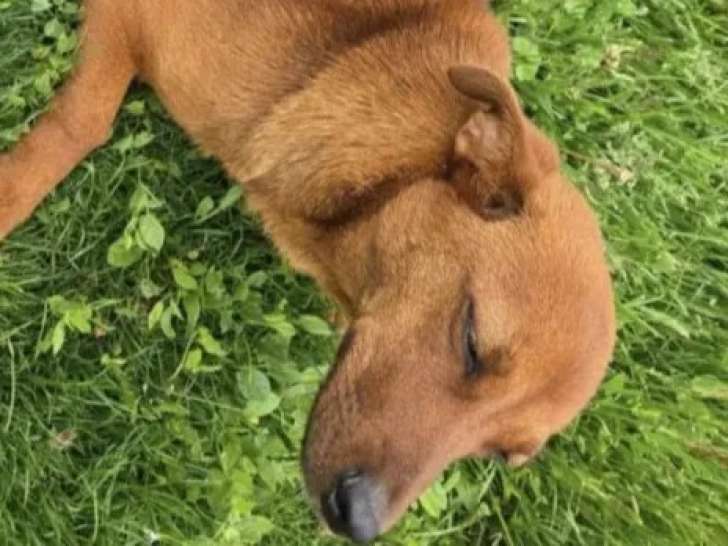 Chiot femelle de 6 mois disponible à l’adoption