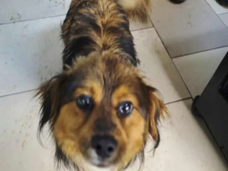 Chien de 2 ans en attente d’adoption