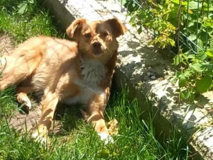 Chien marron prêt pour l’adoption