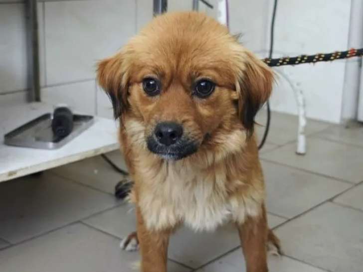 Chienne d’un an en attente d’une famille