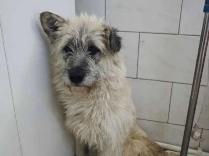 Chien blanc à accueillir