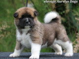 Magnifiques chiots Akita Américain à vendre