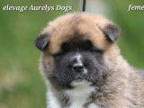Magnifiques chiots Akita Américain à vendre