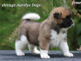 Magnifiques chiots Akita Américain à vendre