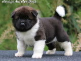 Magnifiques chiots Akita Américain à vendre