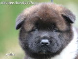 Magnifiques chiots Akita Américain à vendre