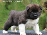 Magnifiques chiots Akita Américain à vendre