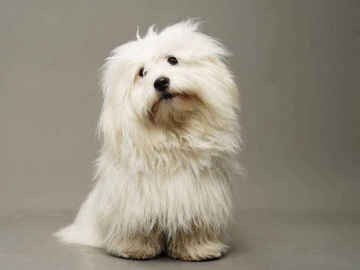 Mâle Coton de Tuléar disponible pour saillie