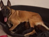 Chiots de type Malinois à vendre