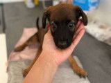 Chiots de type Malinois à vendre