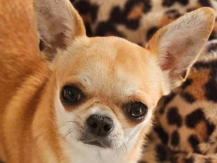 Adorable femelle adulte Chihuahua LOF à vendre