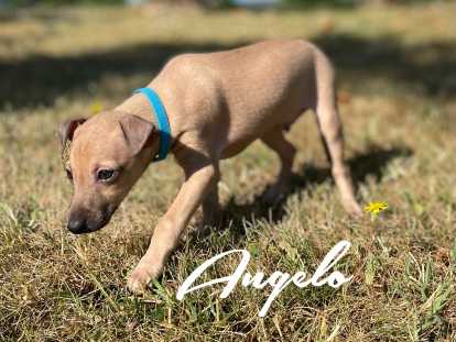 Angelo sable beige masque bleu réservé