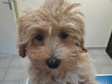 Chiots mâles Maltipoo disponibles