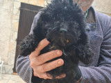 Chiots mâles Maltipoo disponibles