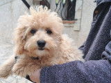Chiots mâles Maltipoo disponibles