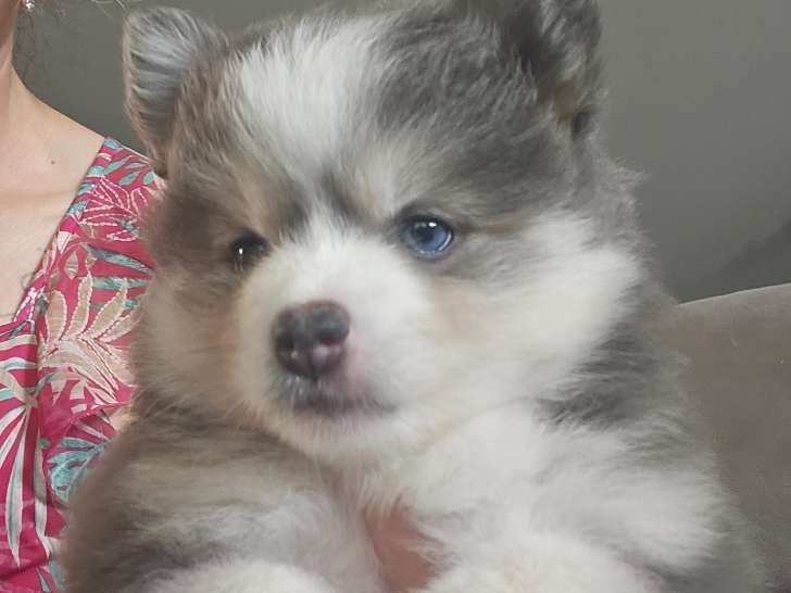 Chiots de race Pomsky à vendre (7 femelles)