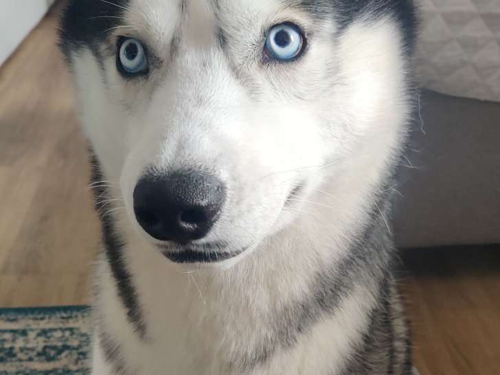 Ace, mâle Husky Sibérien LOF à vendre