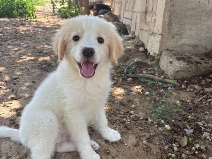 Astraia, chiot à adopter