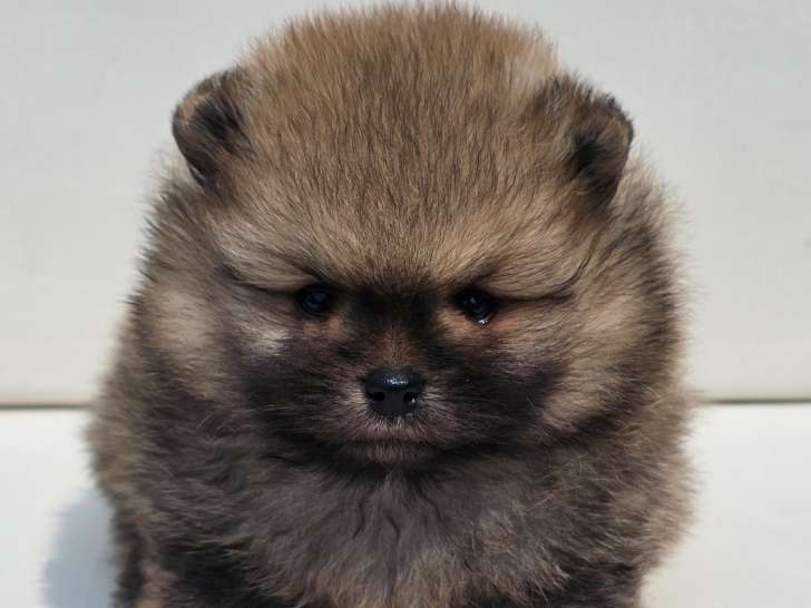 Atlas, chiot Loulou de Poméranie LOF à vendre