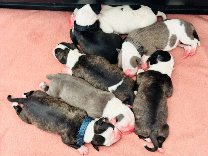 Chiots American Staffordshire Terrier à réserver