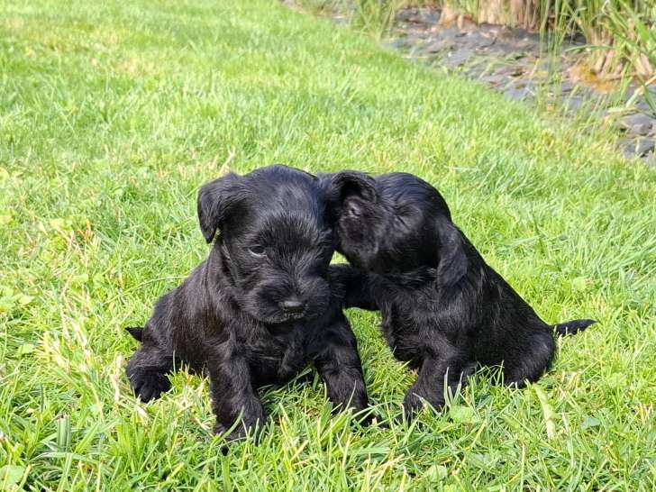 Chiots Schnauzer Nains noirs à vendre