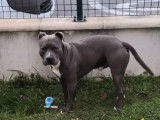 Mâle American Staffordshire Terrier disponible pour saillie