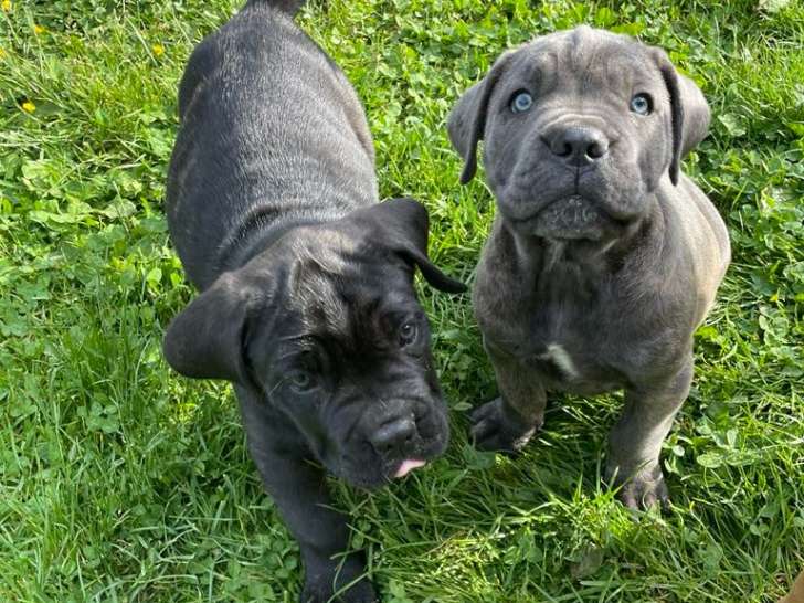 Chiots Cane Corso à vendre