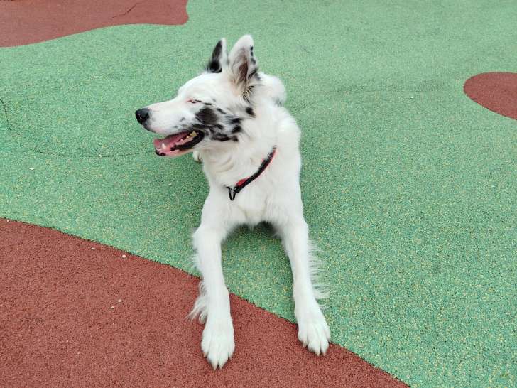 Sueño, Border Collie à vendre