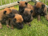 Chiots Berger Belge Malinois LOF (4 mâles et 1 femelle) à vendre