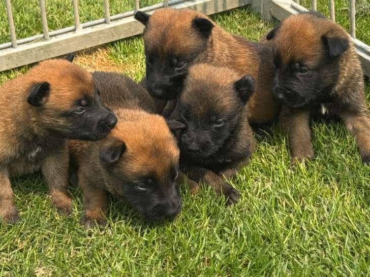 Chiots Berger Belge Malinois LOF (4 mâles et 1 femelle) à vendre