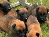 Chiots Berger Belge Malinois LOF (4 mâles et 1 femelle) à vendre