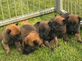 Chiots Berger Belge Malinois LOF (4 mâles et 1 femelle) à vendre