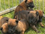Chiots Berger Belge Malinois LOF (4 mâles et 1 femelle) à vendre