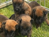 Chiots Berger Belge Malinois LOF (4 mâles et 1 femelle) à vendre