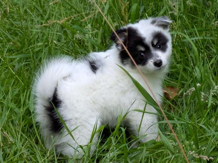 Chiots Spitz Allemand à vendre