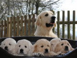 Chiots Golden Retriever LOF avec un exellent pédigree à vendre