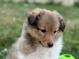 Magnifique chiot mâle Berger des Shetland ***VENDU***