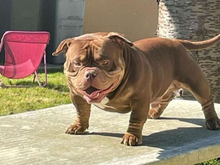 Mâle American Bully micro disponible pour saillie
