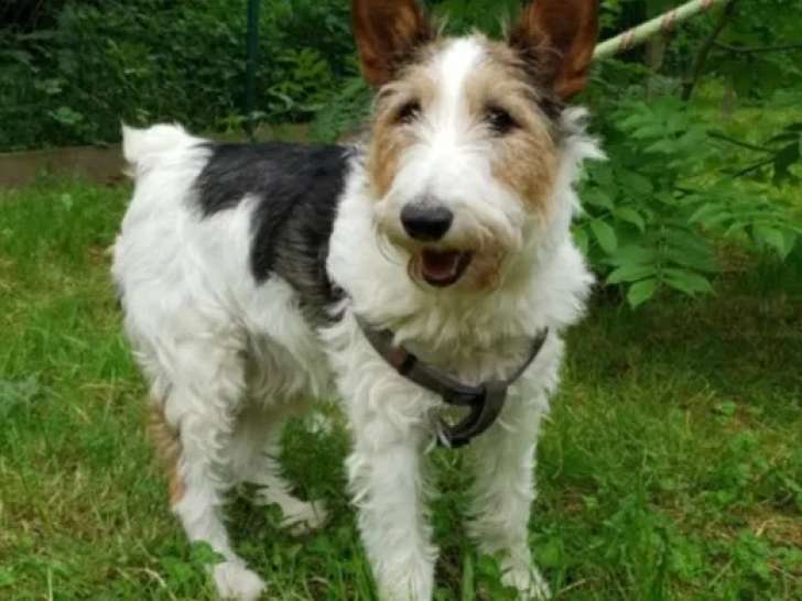 À adopter : chien Fox Terrier de 9 ans