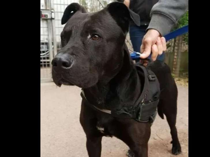 Disponible à l'adoption : chien noir