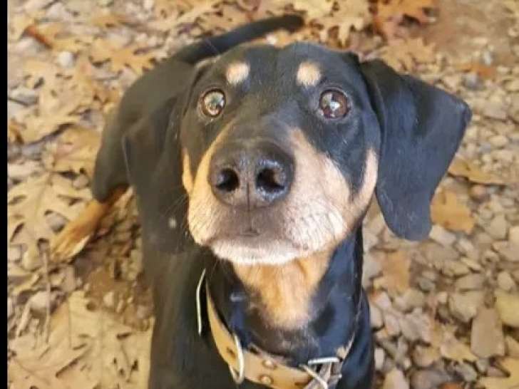 En attente d’adoption : chien adulte