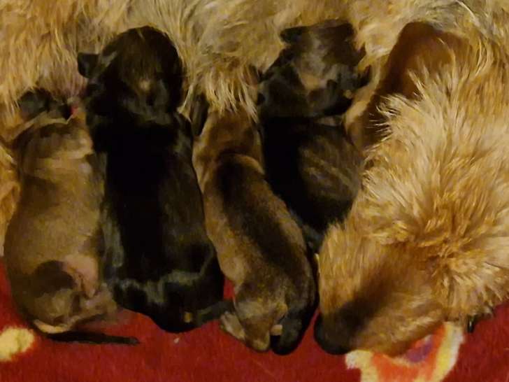 Chiots Teckel Nain à vendre