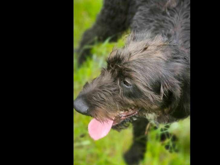 Prêt pour l’adoption : chiot mâle noir