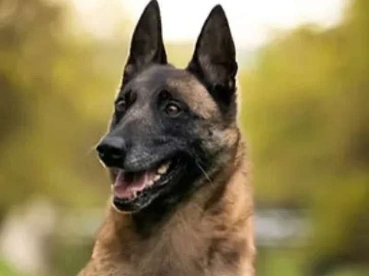En attente d’une famille : chienne Berger Malinois de 6 ans
