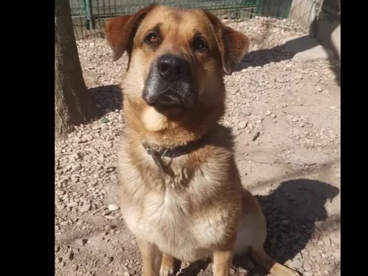 À accueillir : chien de 4 ans