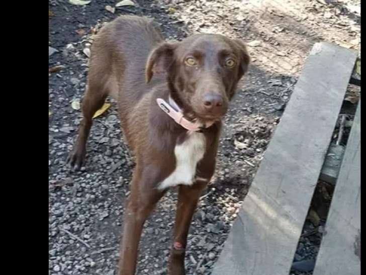 En quête d'un foyer : chienne chocolat et blanche