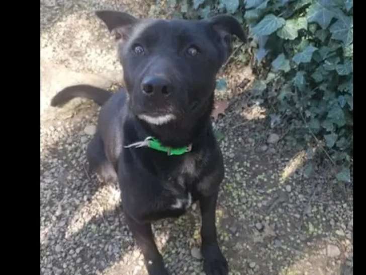 Adoption disponible : chienne de 8 ans