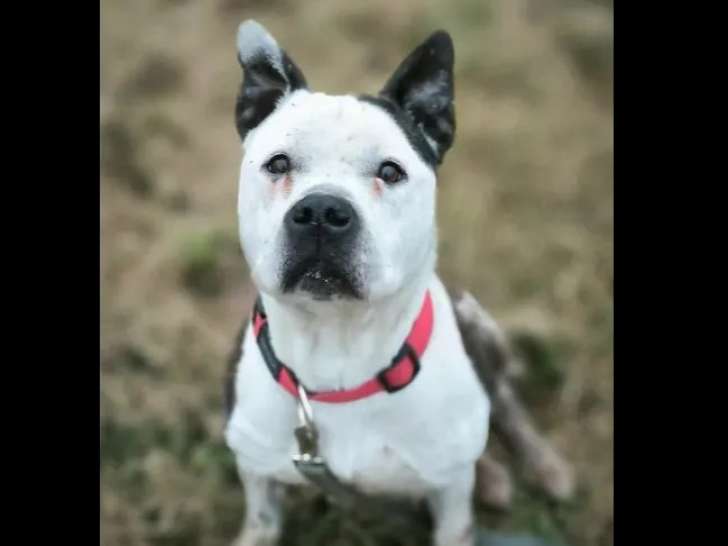 À la recherche d'un foyer : chien Dogue noir et blanc