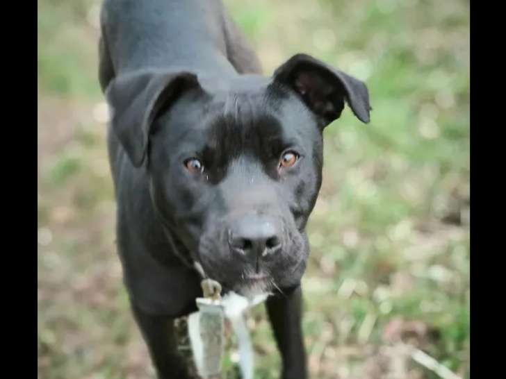 Chien d'un an à adopter